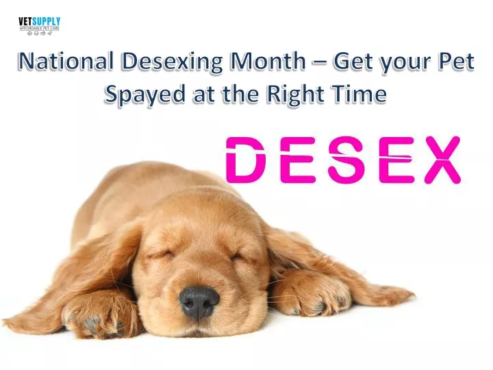 national desexing month get your pet spayed