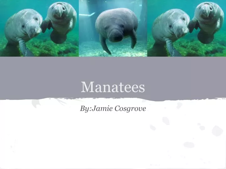 manatees