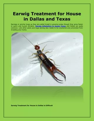 Earwig Treatment for House in Dallas and Texas