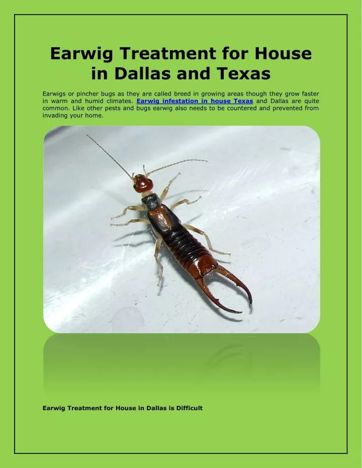 earwig treatment for house in dallas and texas