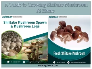 a guide to growing shiitake mushroom at home