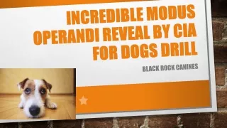 Incredible modus Operandi reveal by CIA for dogs