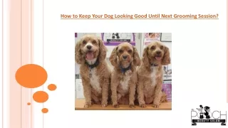 How to Keep Your Dog Looking Good Until Next Grooming Session