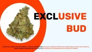Exclusive Bud 21