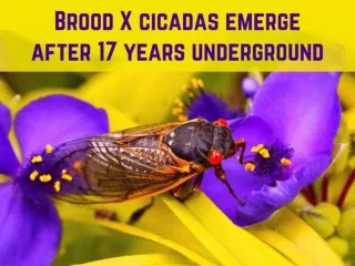 Brood X cicadas emerge after 17 years underground