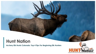 Tips For Self Guided Elk Hunts Colorado | Hunt-Nation