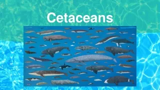 cetaceans