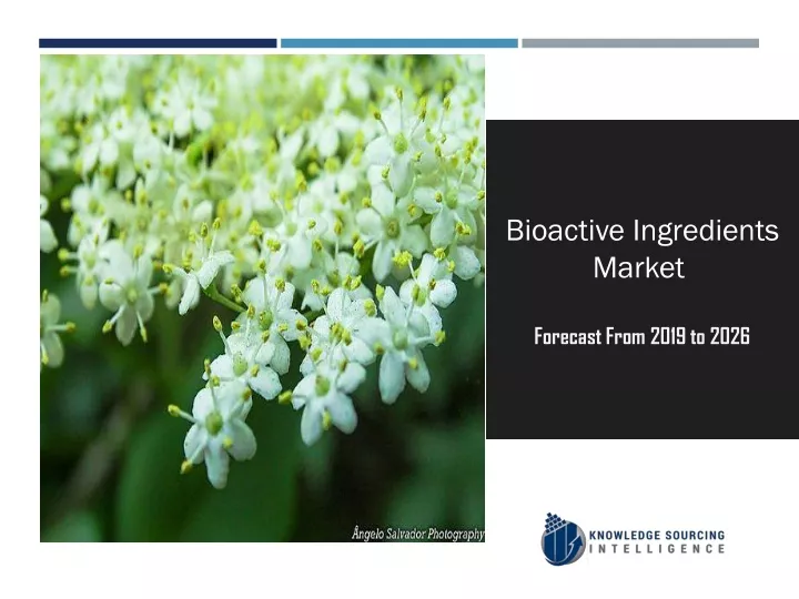 bioactive ingredients market forecast from 2019