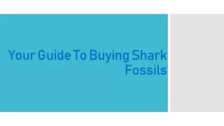 your guide to buying shark fossils