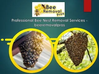Professional Bee Nest Removal Services -Beeremovalpros