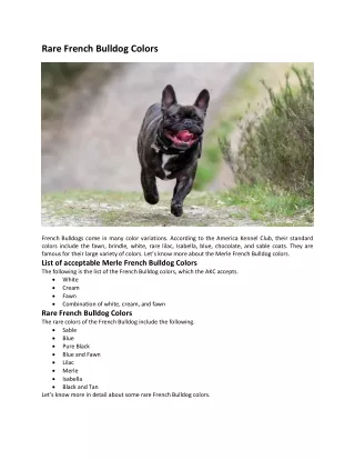 Rare French Bulldog Colors