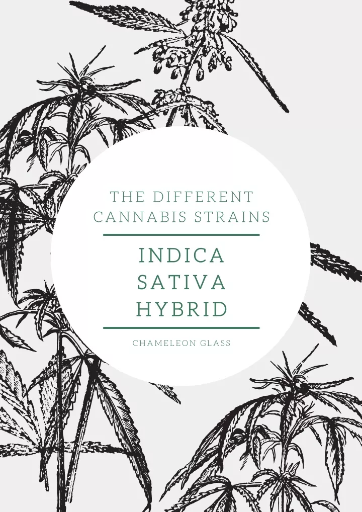 the different cannabis strains