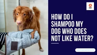 Choosing The Right Douxo Chlorhexidine Ps Shampoo