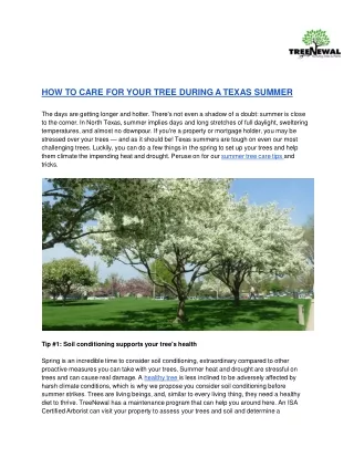 how to care for your tree during a texas summer