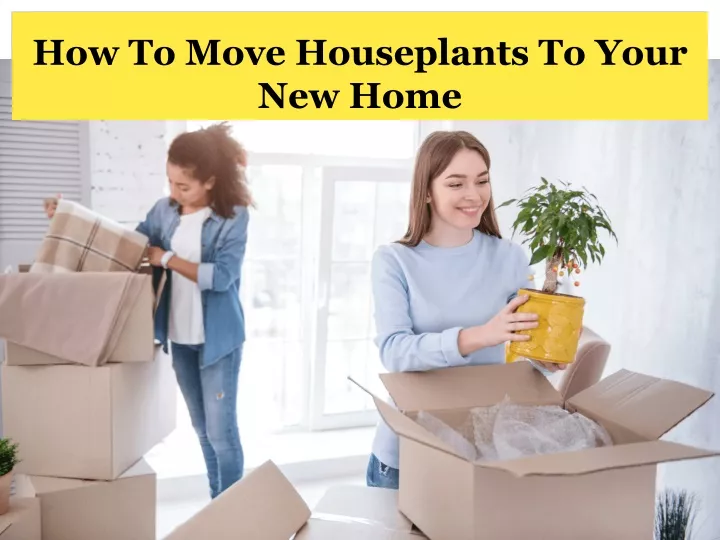 how to move houseplants to your new home