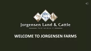 Bred Beef Cattle & Bulls For Sale - Jorgensen Farms