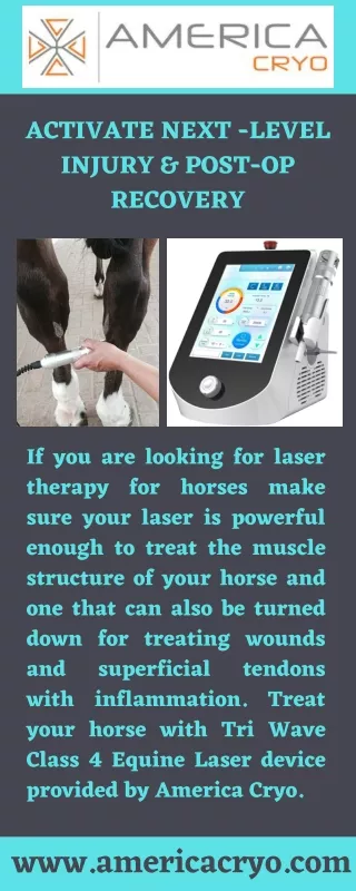 Laser Therapy for Horses