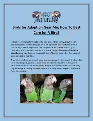 Birds For Adoption In California - Thing To Take Care!