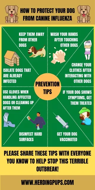 Infographics for Protect Your Dog from Canine Influenza | Herding Pups