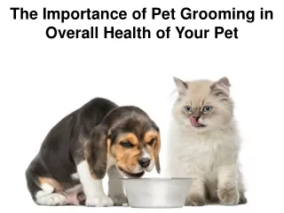 How Important is to keep your pet Groomed