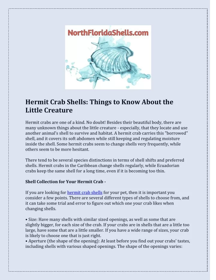 hermit crab shells things to know about