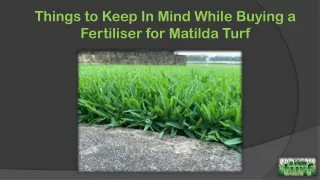 Things to Keep In Mind While Buying a Fertiliser for Matilda Turf