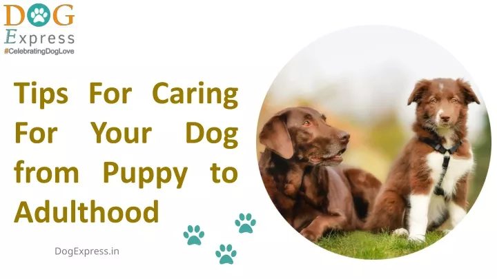 tips for caring for your dog from puppy