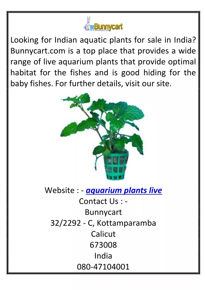 looking for indian aquatic plants for sale