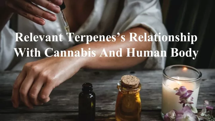 relevant terpenes s relationship with cannabis and human body
