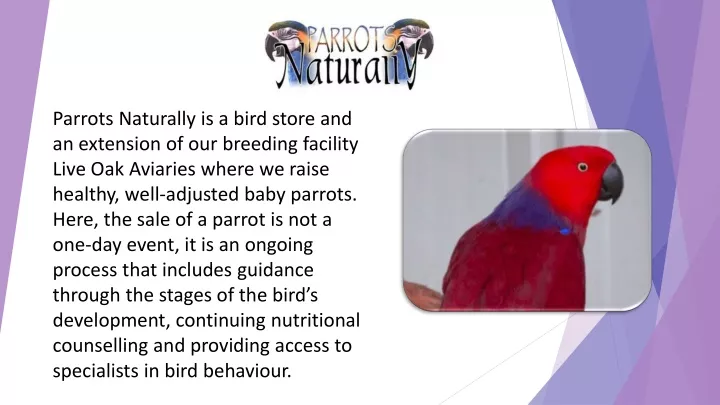 parrots naturally is a bird store