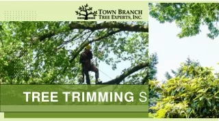 Are you looking Tee trimming service ? - Town Branch Tree Experts