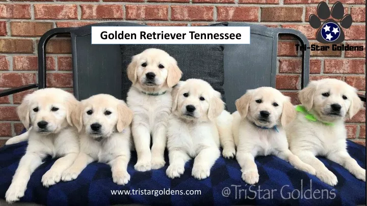 golden retriever tennessee