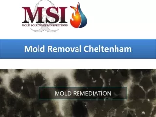 mold removal cheltenham