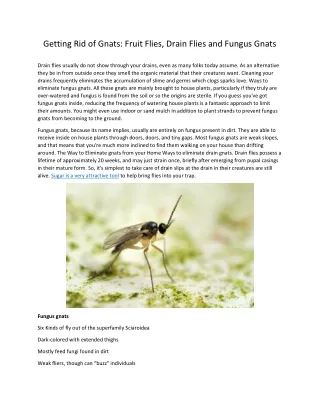 getting rid of gnats fruit flies drain flies