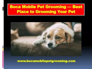 Boca Raton Mobile Pet Grooming