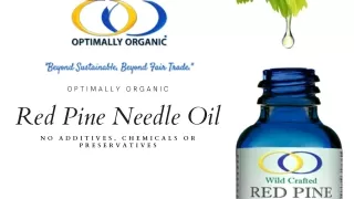 Red pine needle oil | Optimally Organic