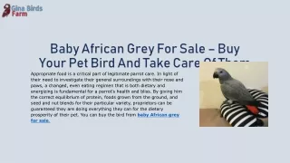 Baby African Grey For Sale