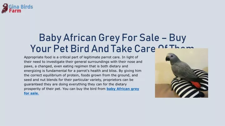baby african grey for sale buy your pet bird and take care of them