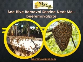 Bee Hive Removal Service Near Me - Beeremovalpros