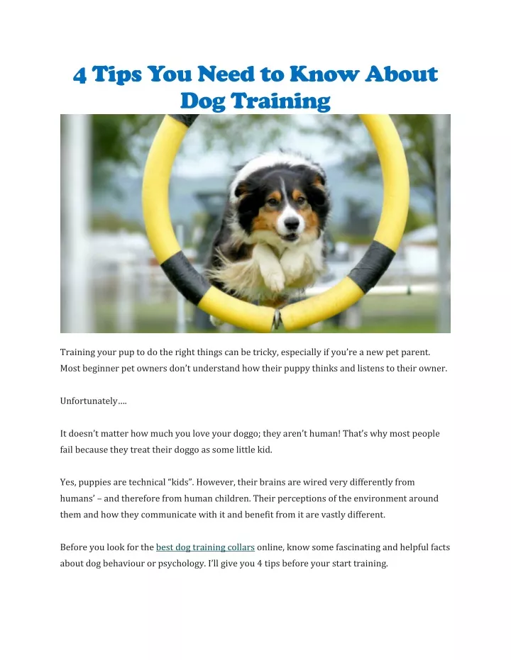 4 tips you need to know about dog training