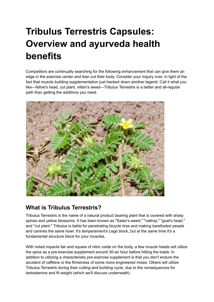 PPT Tribulus Terrestris Capsules_ Overview and ayurveda health