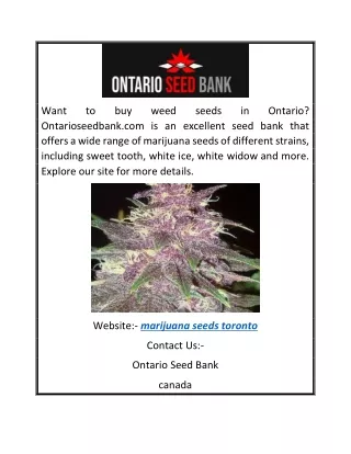 Marijuana Seeds Toronto | Ontarioseedbank.com