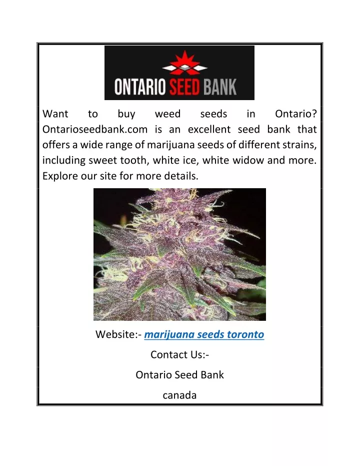 want ontarioseedbank com is an excellent seed