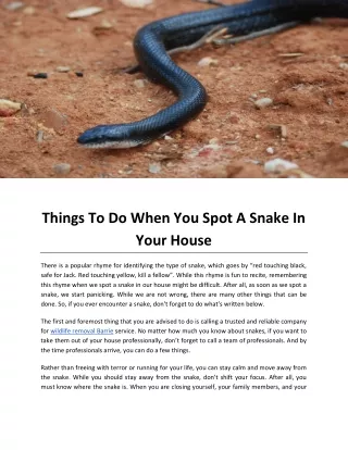 Things To Do When You Spot A Snake In Your House