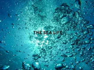 The Sea Life