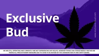 Exclusive Bud