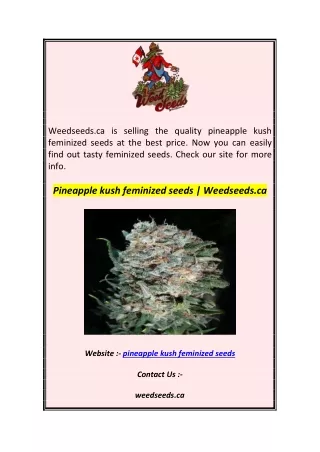 Pineapple kush feminized seeds  Weedseeds.ca