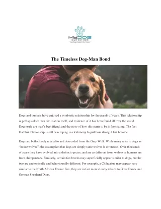 The Timeless Dog-Man Bond