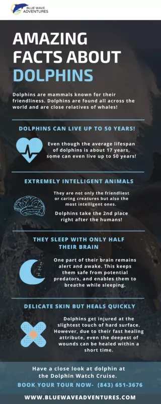 Amazing Facts about Dolphins