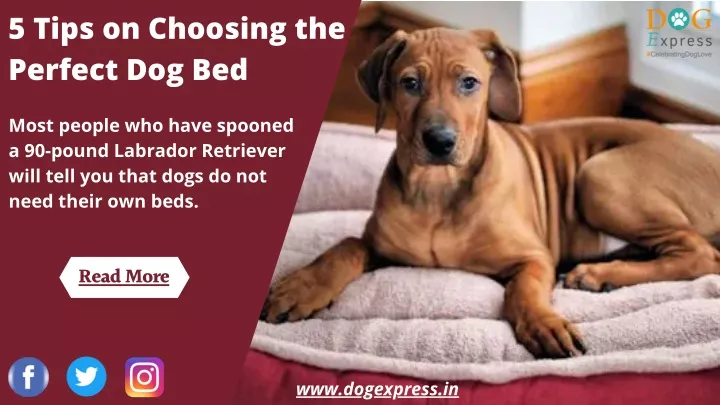 5 tips on choosing the perfect dog bed